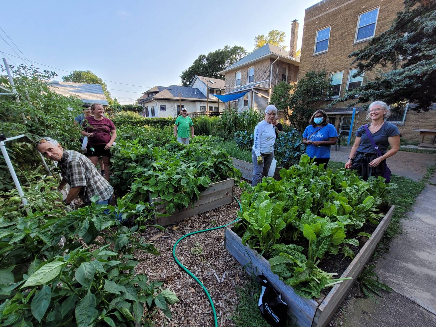 Volunteers work the garden at Ascension Parish in Oak Park, Ill. This season, they harvested more than 3,000 pounds of produce for the food pantry at St. Martin de Porres, an inner city parish in Chicago. (Photo courtesy John Owens)