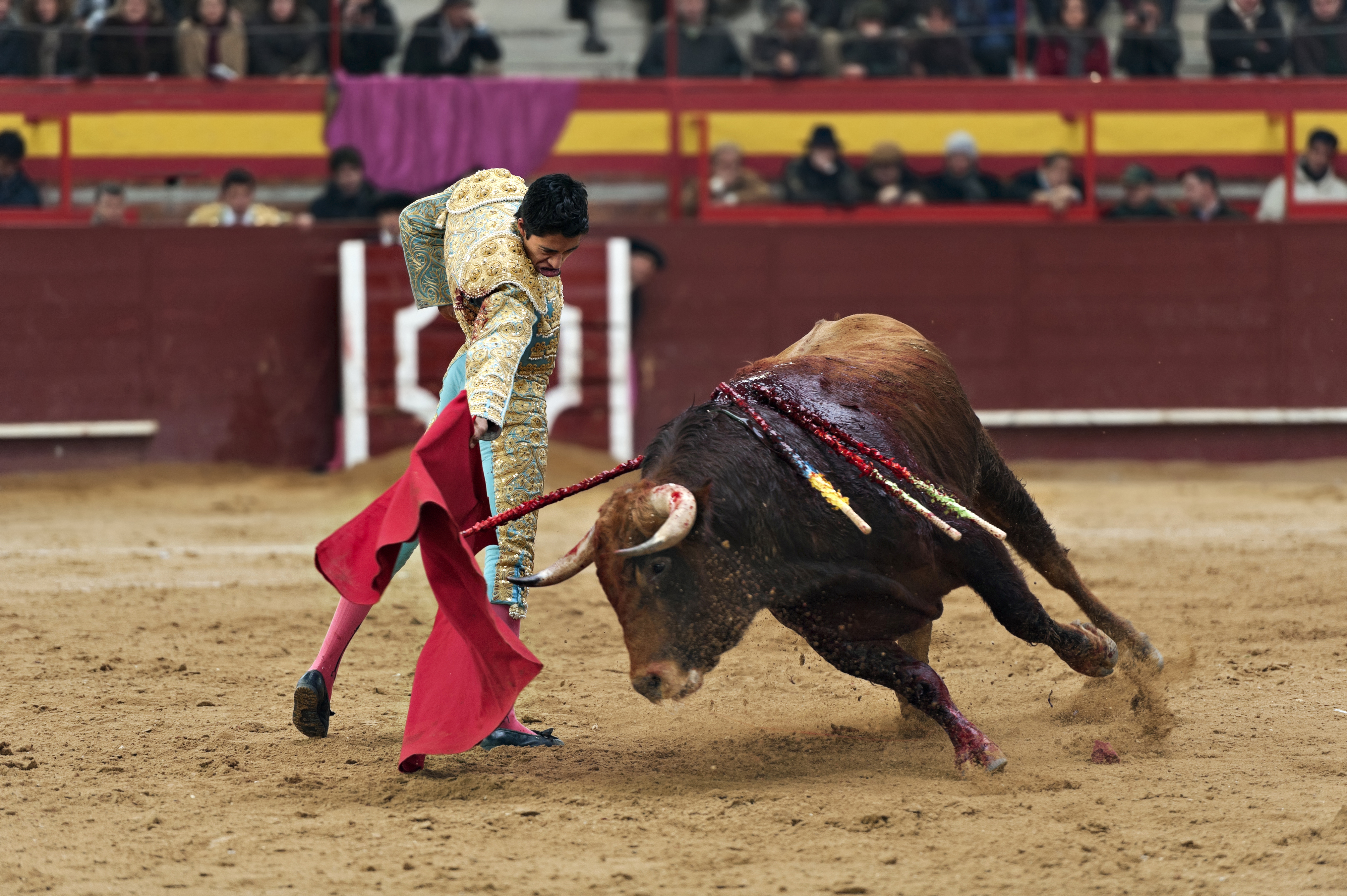 The death of a bull in the ring