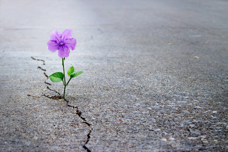 A depiction of what Pollyanna would look like if she were a flower, maybe. (A purple flower grows out of a crack in the sidewalk.)
