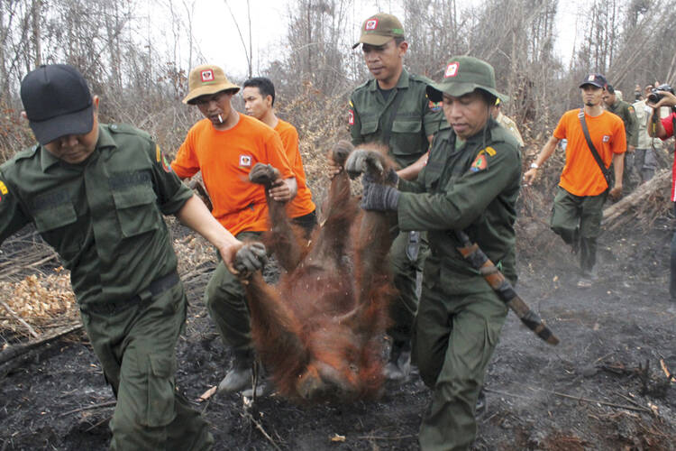 FIRE HAZARD. Authorities evacuate a 19-year-old female orangutan from a burning forest near Sampit, Central Kalimantan, on Oct. 28.