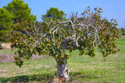 a dead looking but still growing fig tree with blue sky and green grass around it