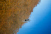 a duck glides in water between the reflection of trees and the reflection of the sky