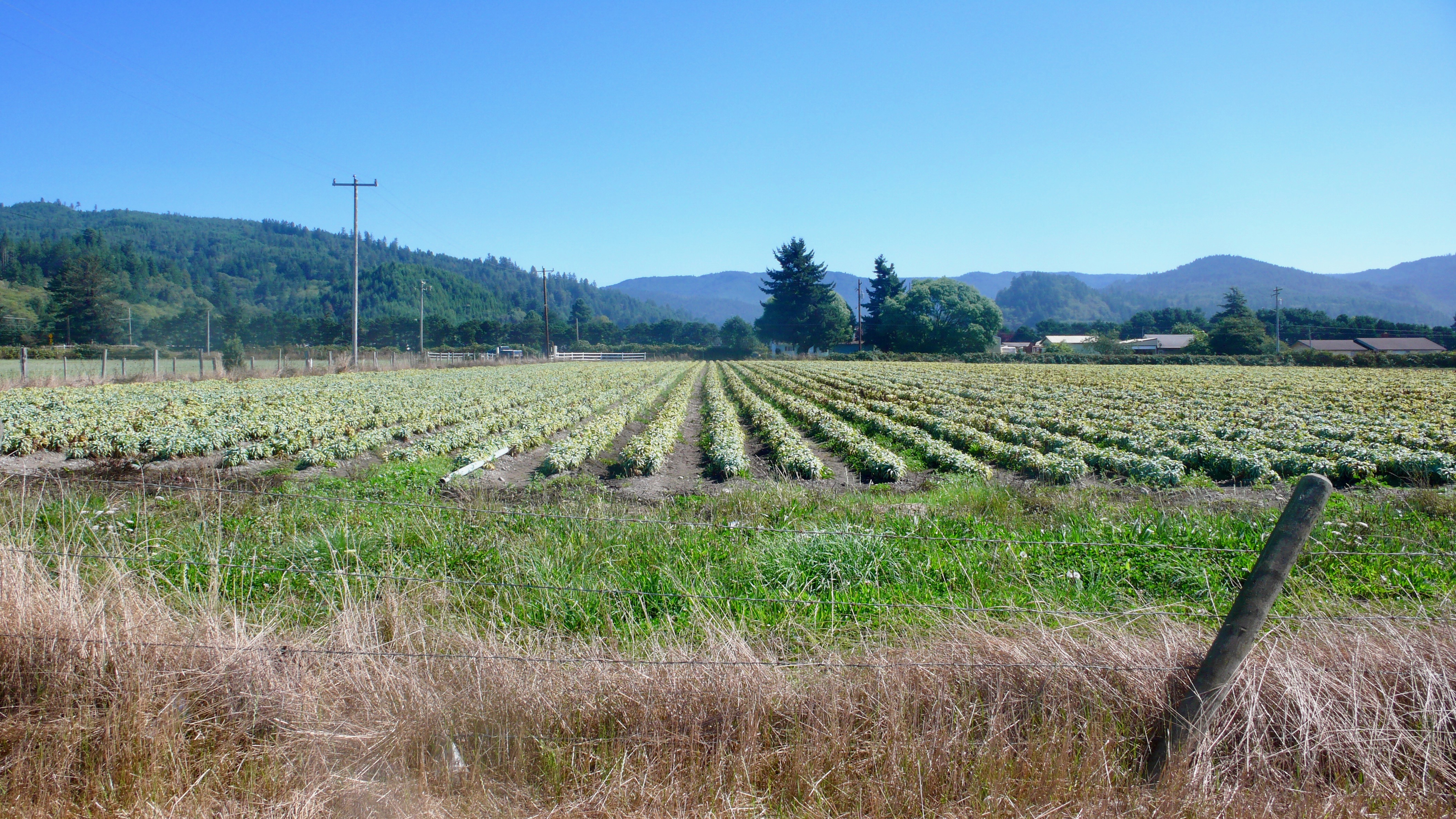 lily field. Credit: Jim McDermott