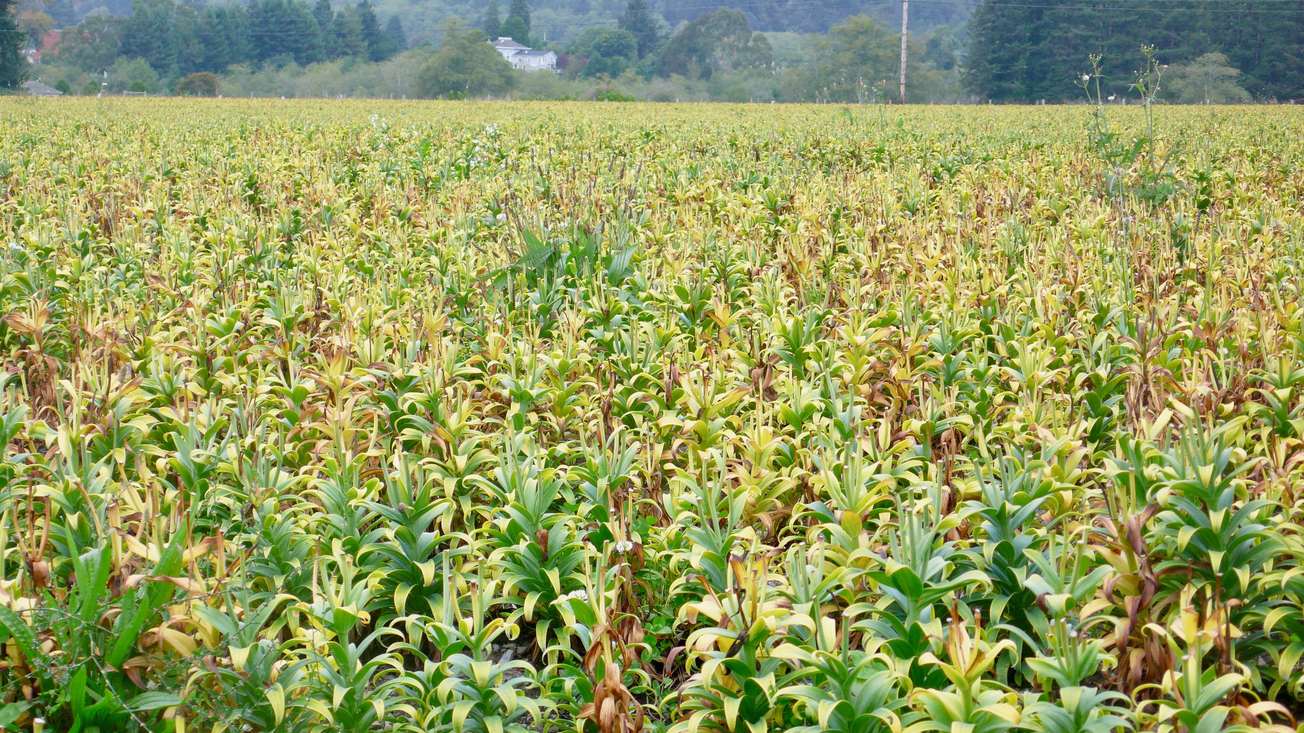 lily field. Credit: Jim McDermott