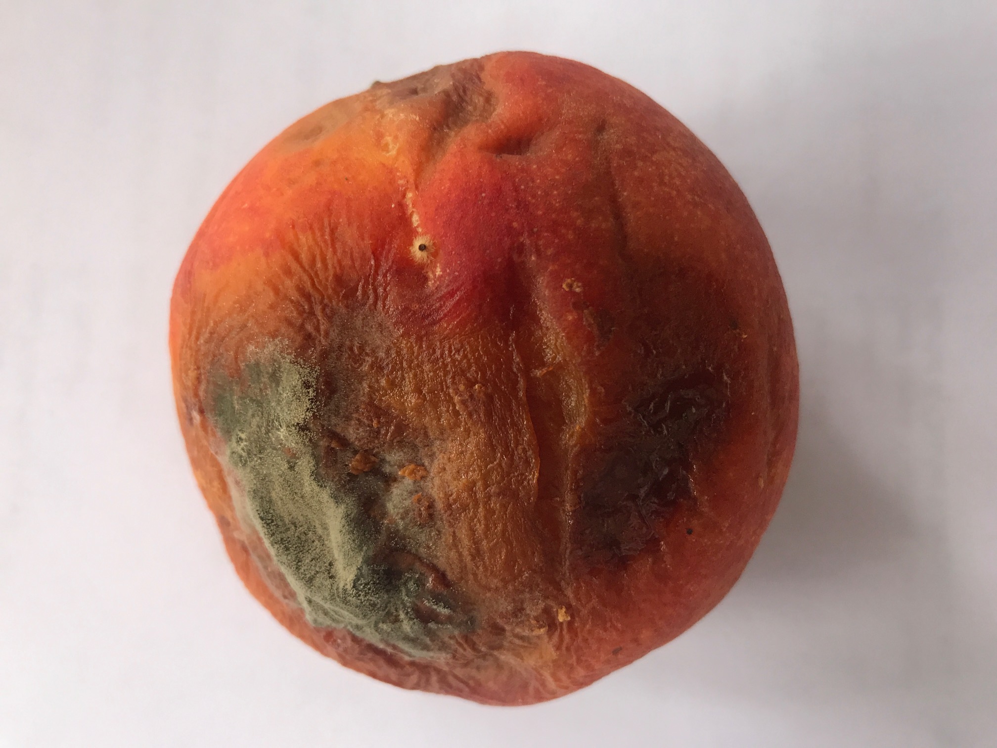 This peach, bruises and mold and all, could have saved some child’s life, at least for another day or two.