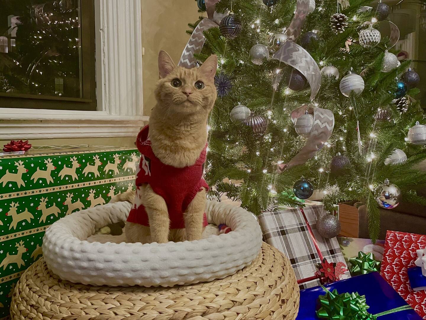 Author's cat with Christmas presents