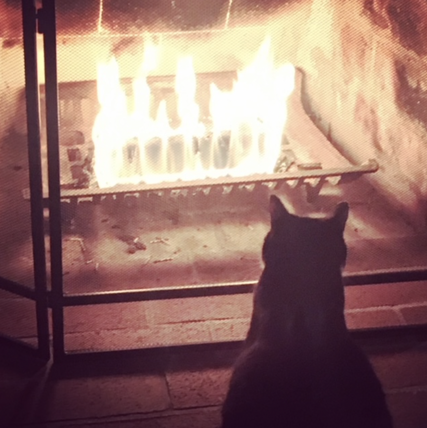 Author's cat in front of a fireplace