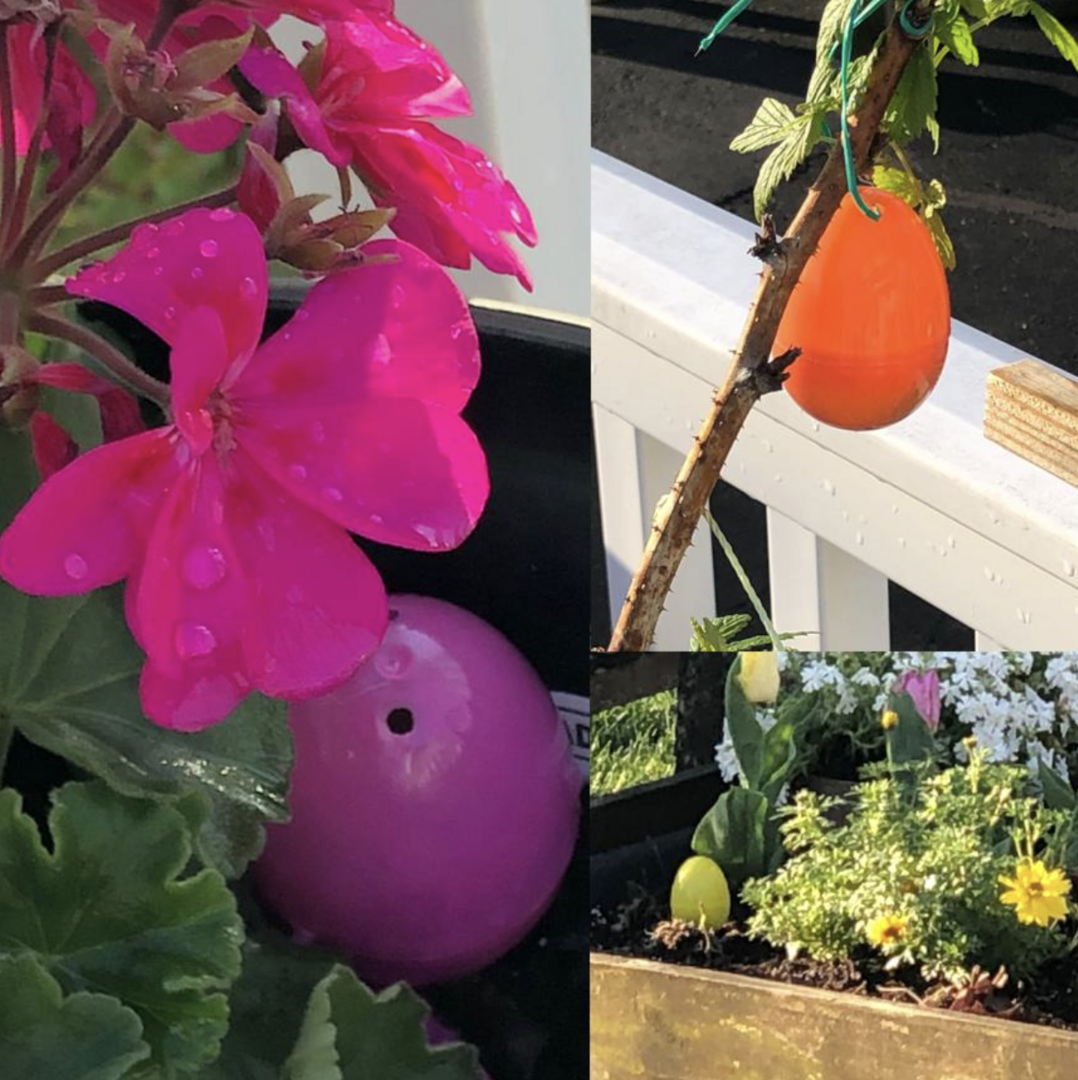 Easter eggs hidden among author's garden