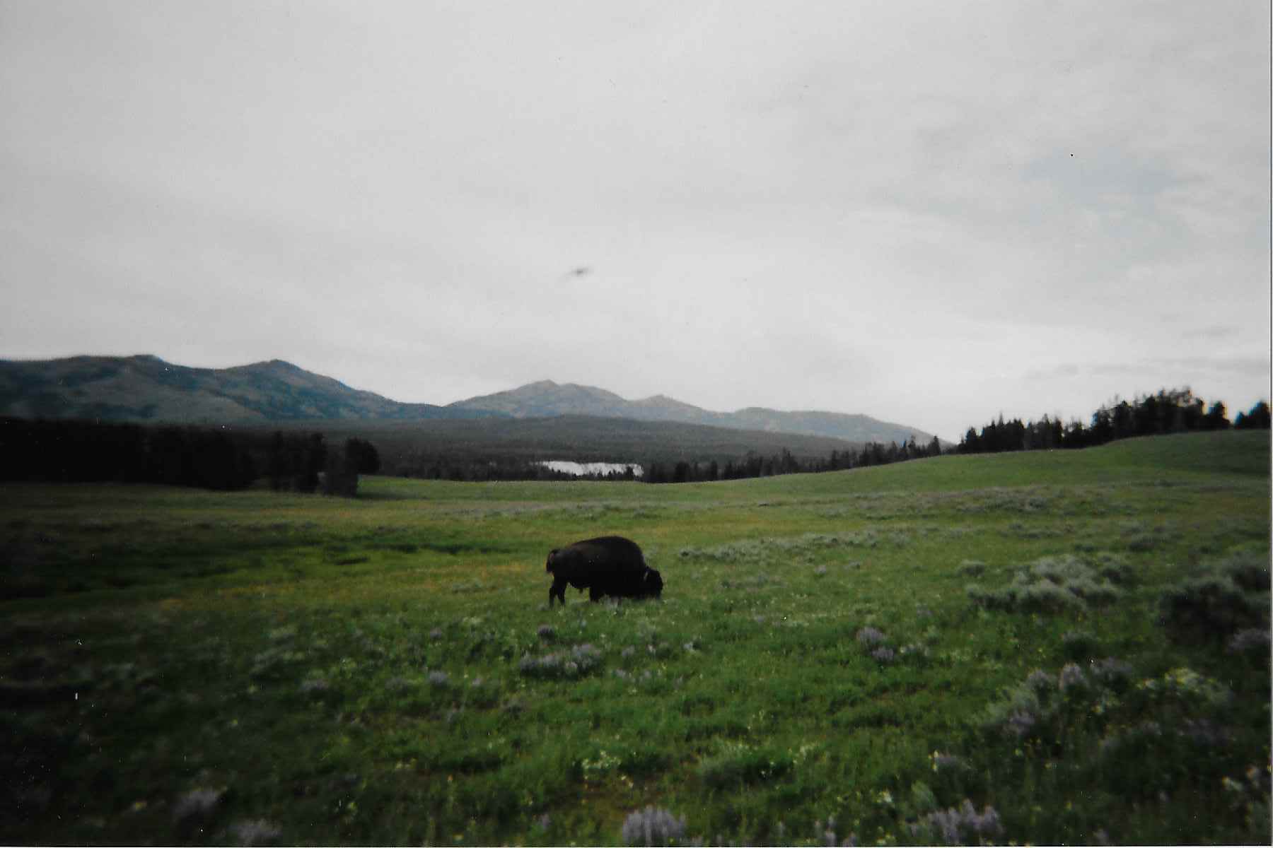 Bison in Yellowstone