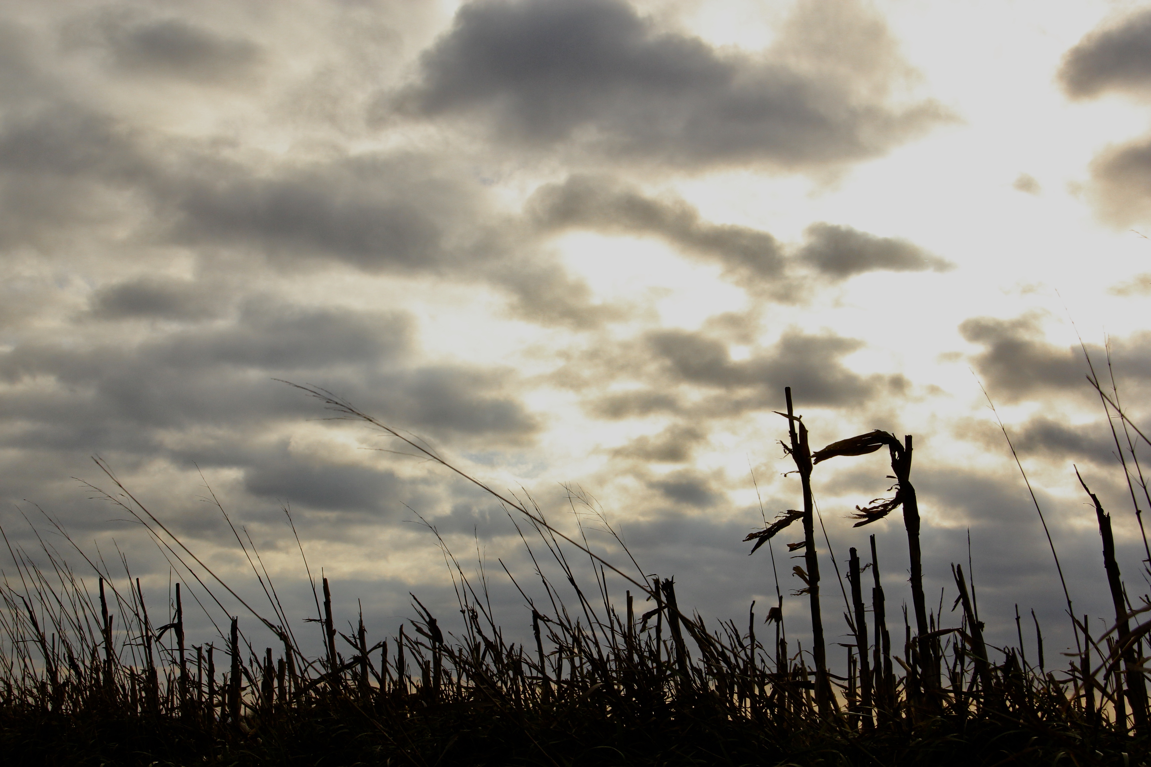 Field in Axtell, Kan.