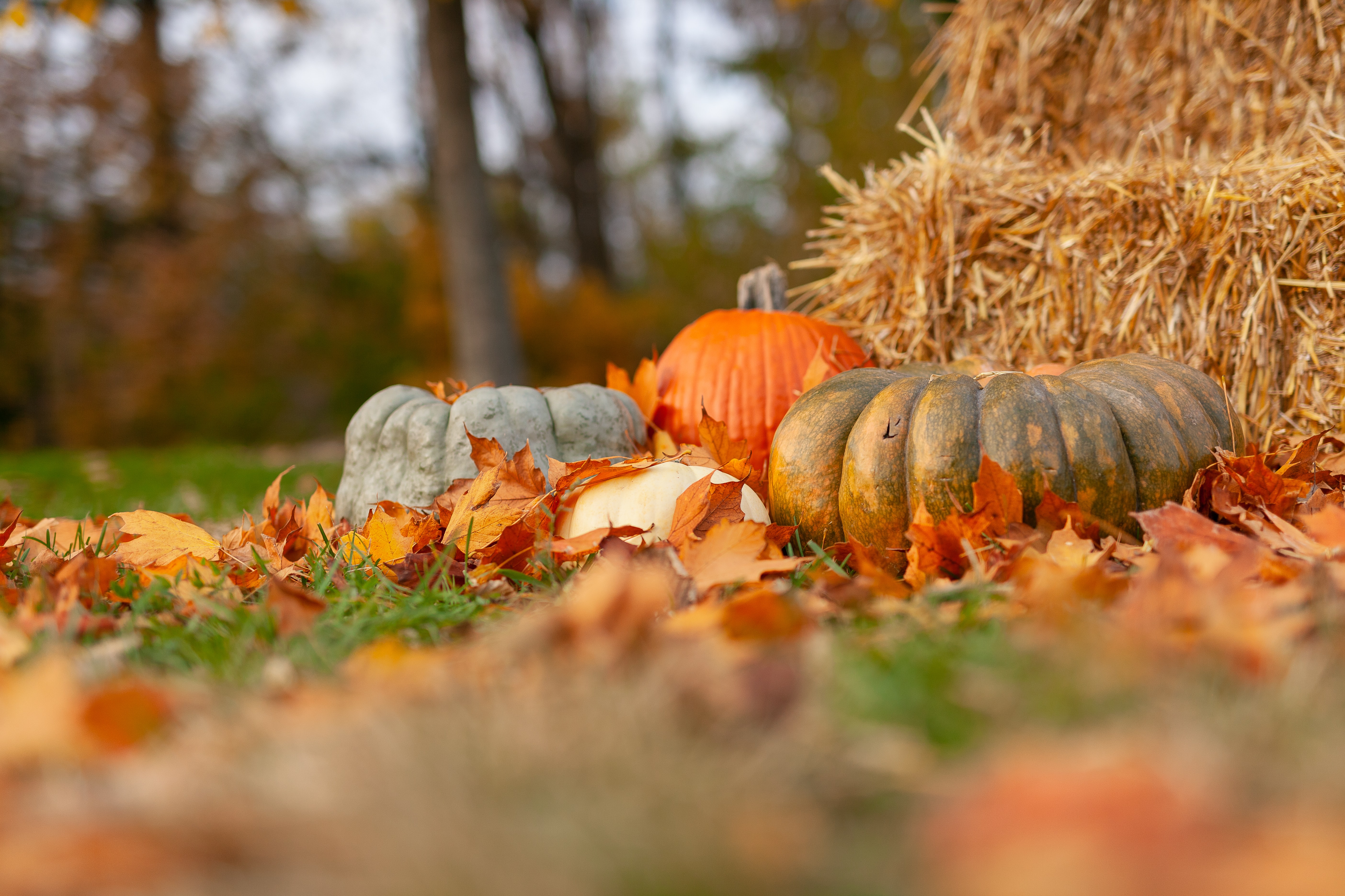 A Thanksgiving Prayer In The Time Of Covid America Magazine
