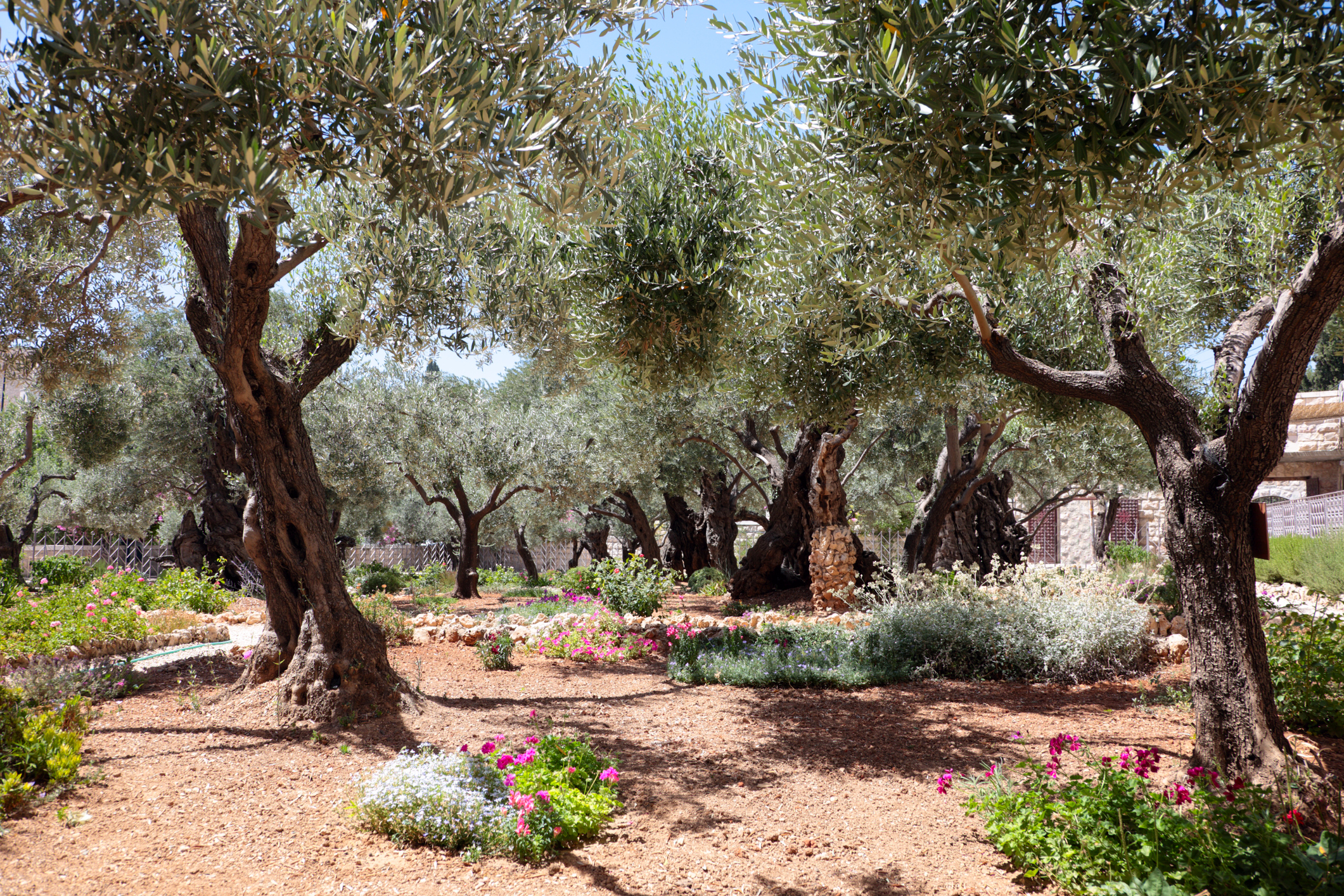 What I learned while praying in the (empty) Garden of Gethsemane during Lent | America Magazine