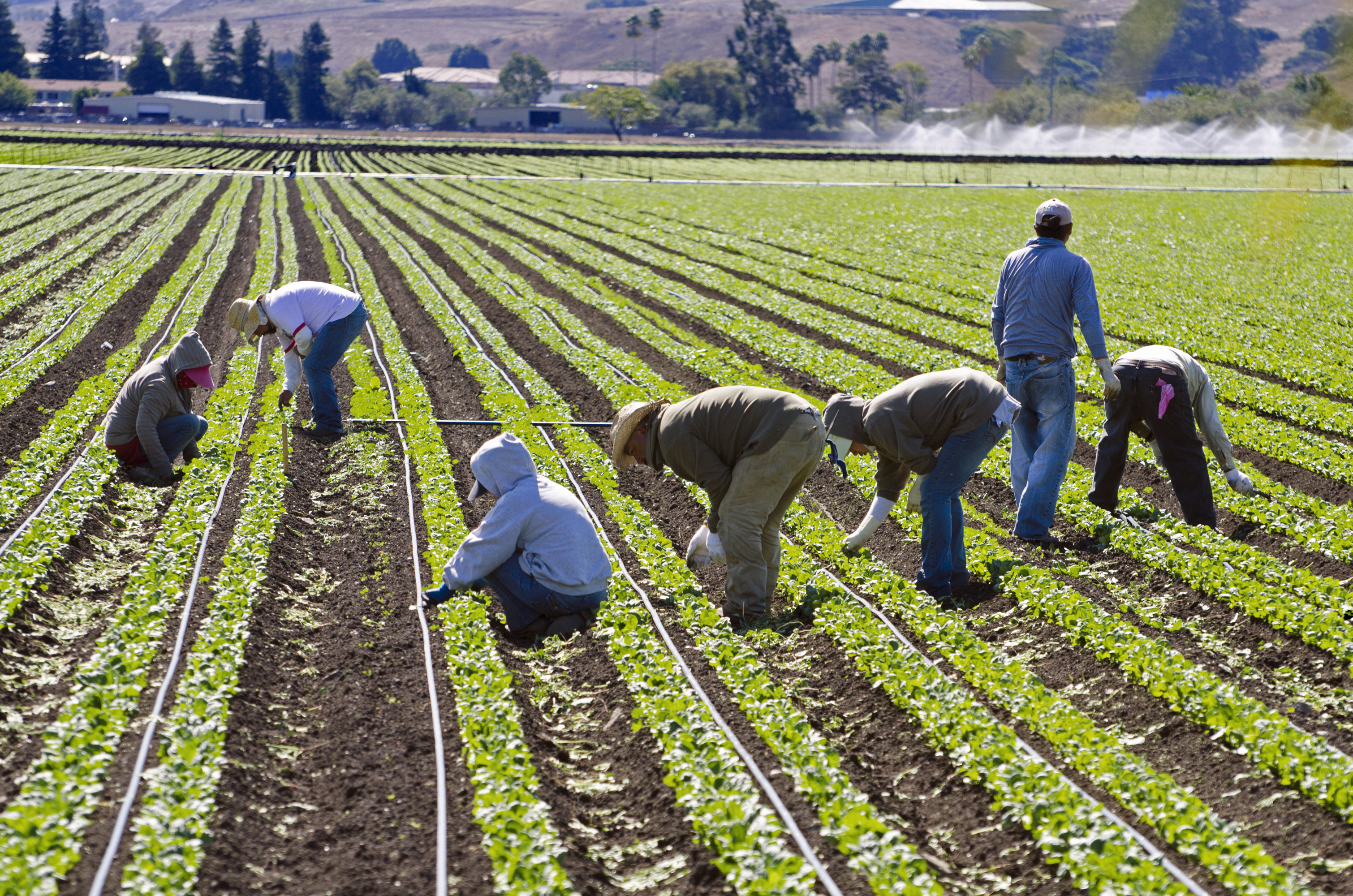  A group of farmers are working in an organic farm field, planting seedlings in the soil.