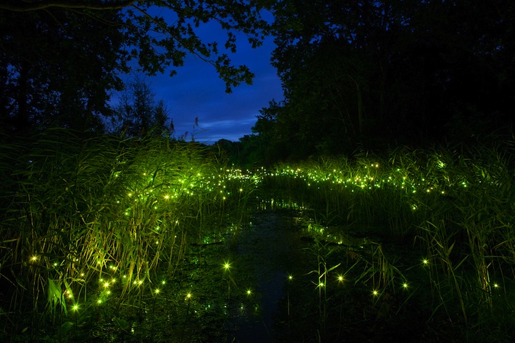 Light bugs at night hotsell