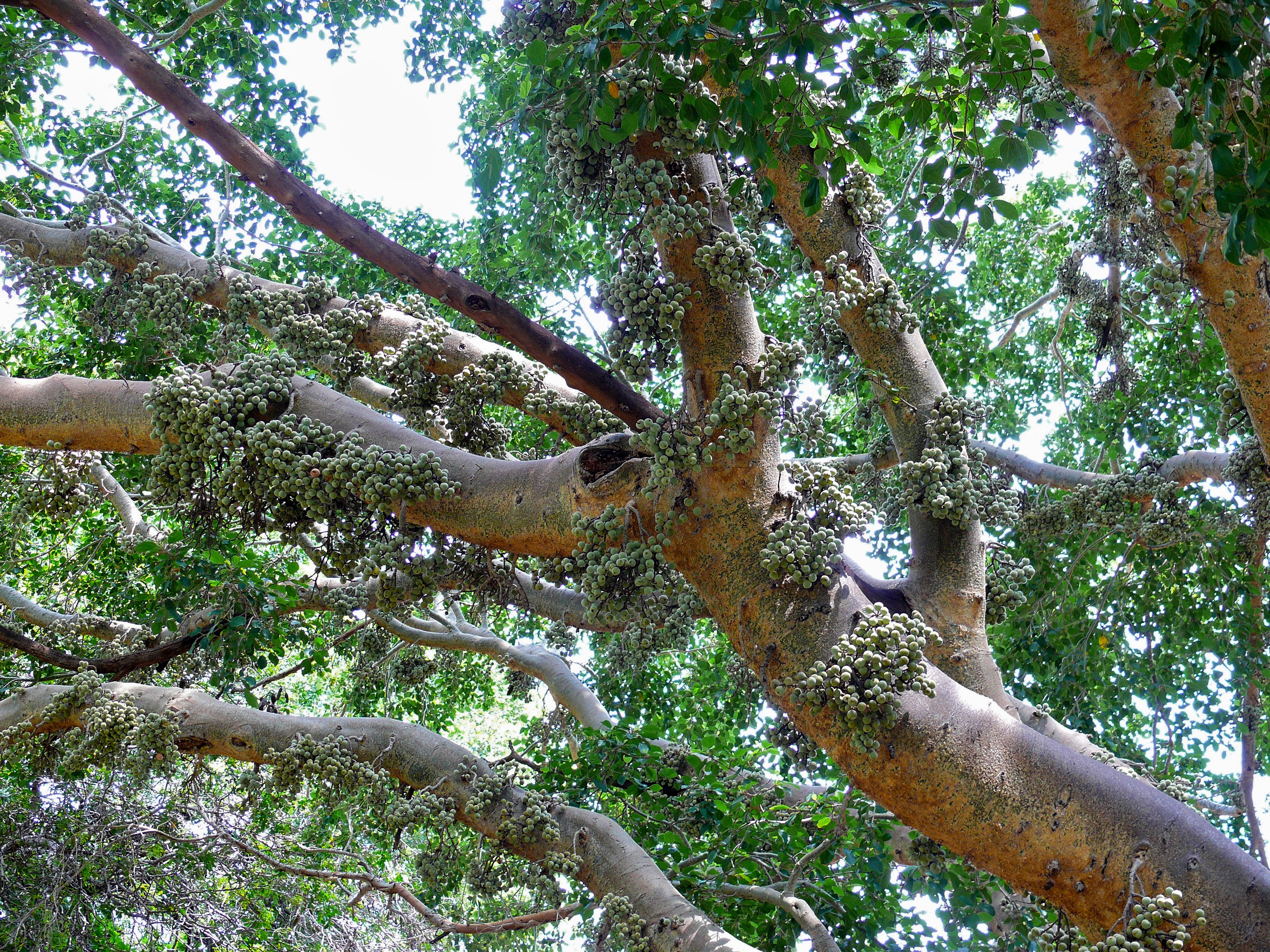 El verdadero significado del árbol de la vida en la Biblia: La vida eterna  y Cristo