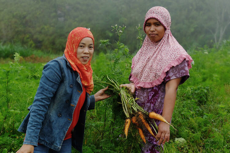 Small family farmers on the island of Sulawesi in Indonesia improved their carrot crop yields and are moving towards organic farming thanks to support from Development and Peace. Photo credit: Kelly Di Domenico/Development and Peace-Caritas Canada