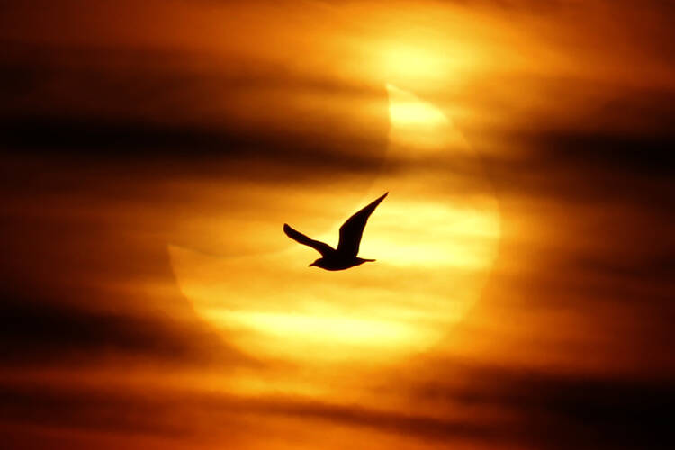 A seagull is silhouetted against the sun at dawn during a partial solar eclipse on Guadalmar Beach in Malaga, Spain, Jan. 4. The partial eclipse was visible near sunrise over most of Europe and northeastern Asia. (CNS photo/Jon Nazca, Reuters) (Jan. 5, 2 011)