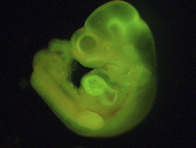 Handout image shows a mouse embryo formed with Stimulus-Triggered Acquisition of Pluripotency (STAP) cells. (CNS photo/Haruko Obokata, RIKEN Center for Developmental Biology handout via Reuters)