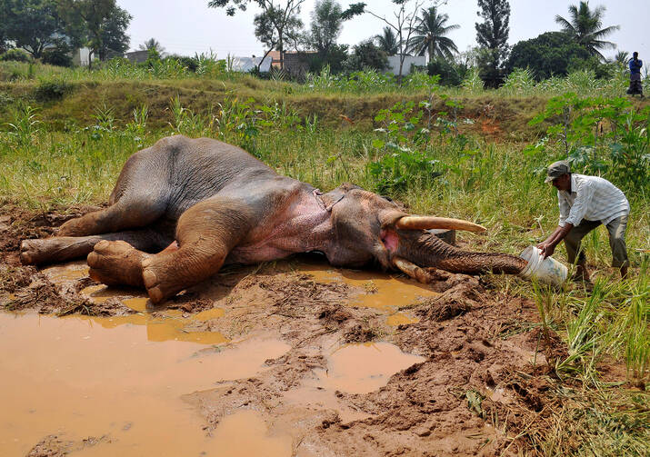 A forest guard in Bengaluru, India, provides water to an injured elephant Oct. 25. Forest officials report the elephant broke its leg in August while being chased by villagers. (CNS photo/Abhishek N. Chinnappa, Reuters)