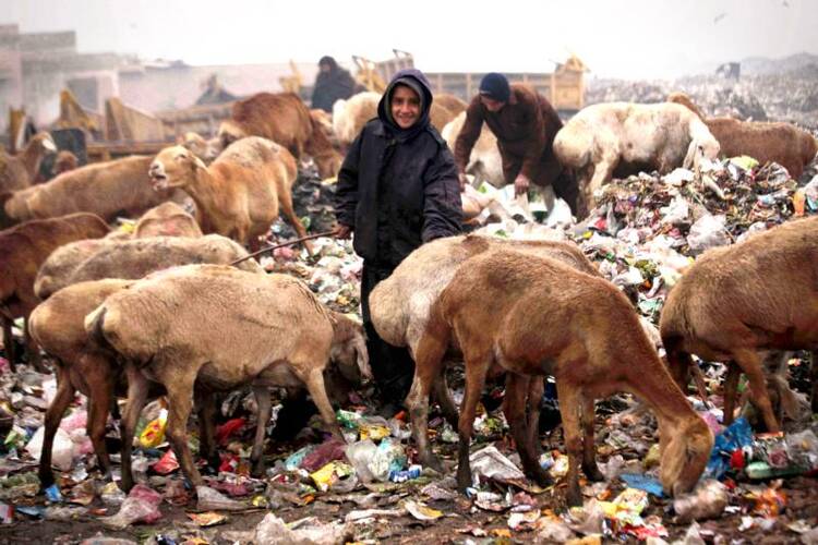 A shepherd herds goats on a roadside in Peshawar, Pakistan, on Jan. 19. (CNS photo/Arshad Arbab, EPA) 