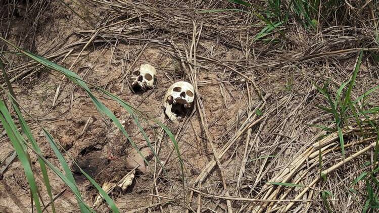 Human skulls suspected to belong to victims of a recent fight between the Congolese army and Kamuina Nsapu militia are seen on March 12 on the roadside near Kananga, Congo. (CNS photo/Aaron Ross, Reuters)