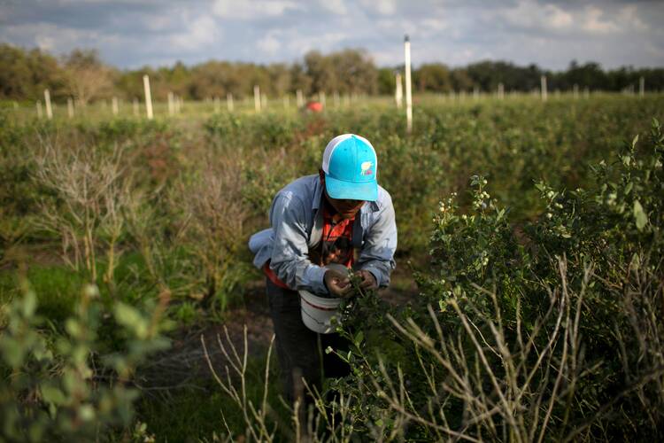 A Mexican migrant worker picking blueberries at a farm in Lake Wales, Fla. (CNS photo/Marco Bello, Reuters)