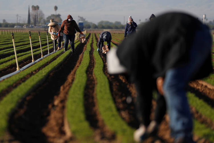  Agricultural workers in Arvin, Calif., clean carrot crops April 3, 2020, during the coronavirus pandemic. (CNS photo/Shannon Stapleton, Reuters) 