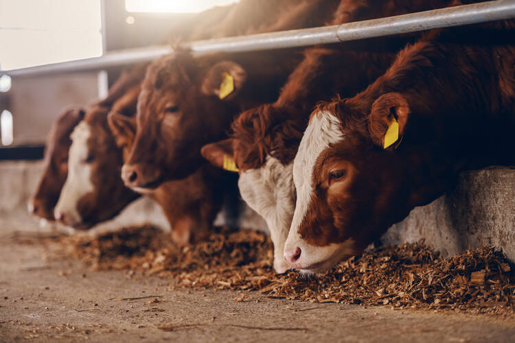 A leading contributor to climate change is the release of methane gas from livestock grazing in pastures and confined in feedlots around the globe. (iStock/dusanpetkovic)
