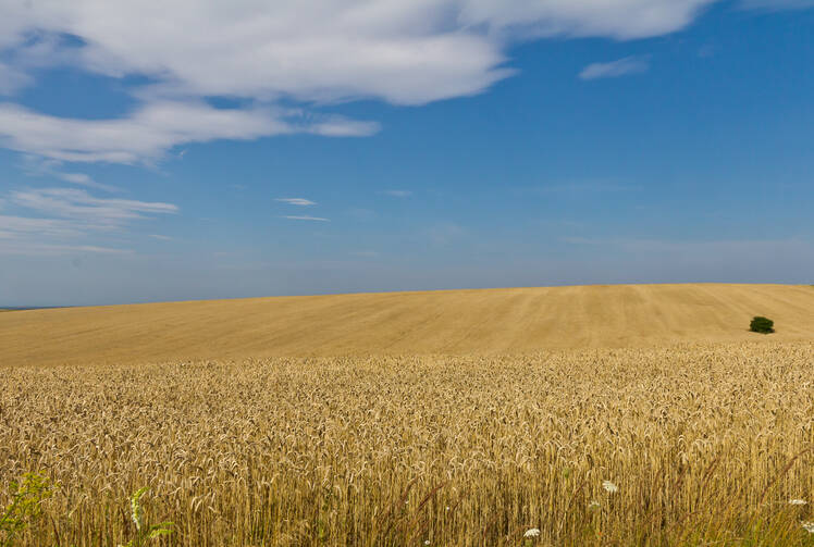 A vast field of wheat under a blue summer sky in Ukraine.