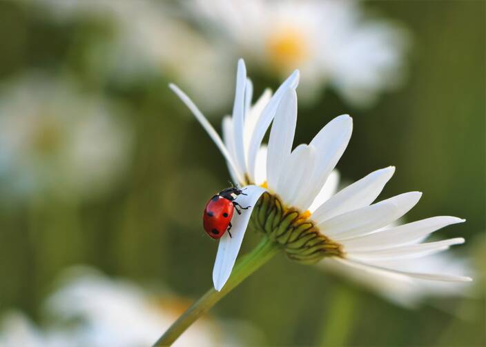 A red ladybug crawls up the white petal of a daisy.