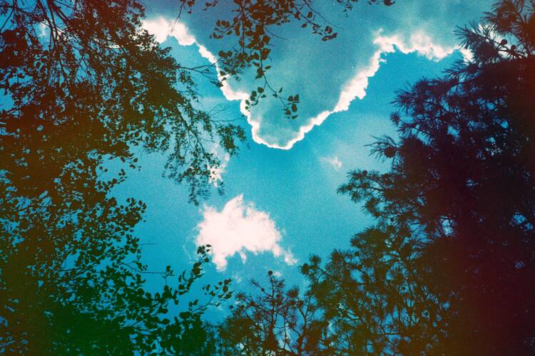 sky with clouds with trees surrounding, looking upward