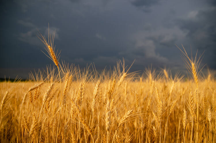 wheat field with dark cloudy sky behind it