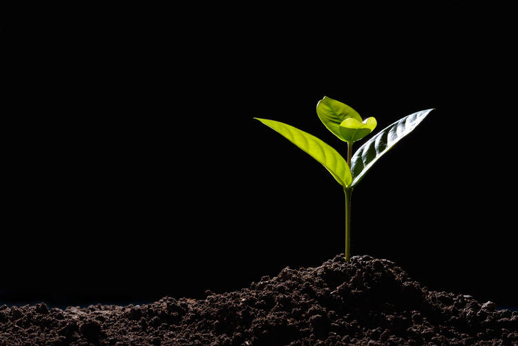 a small green plant grows among much darkness