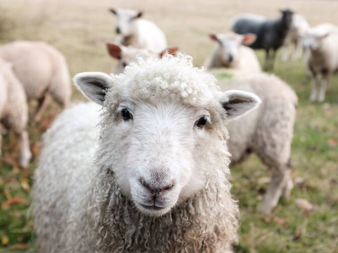 White sheep on green grass during day time