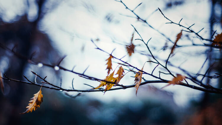 branch of tree in late fall early winter with a few leaves