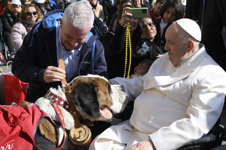 pope francis pets a large brown and white st bernard dog while sitting in his wheelchair at a general audience 