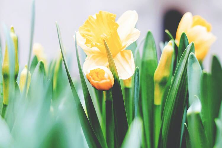 Yellow daffodil flowers in bloom in spring