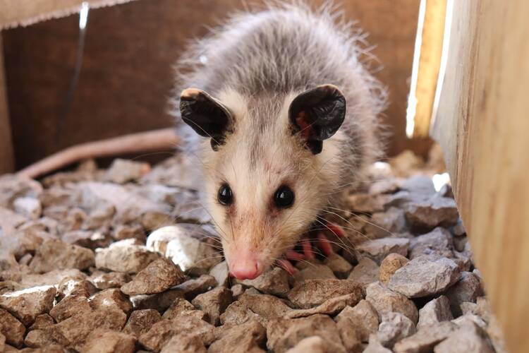 a virginia opossum sits on some rocks