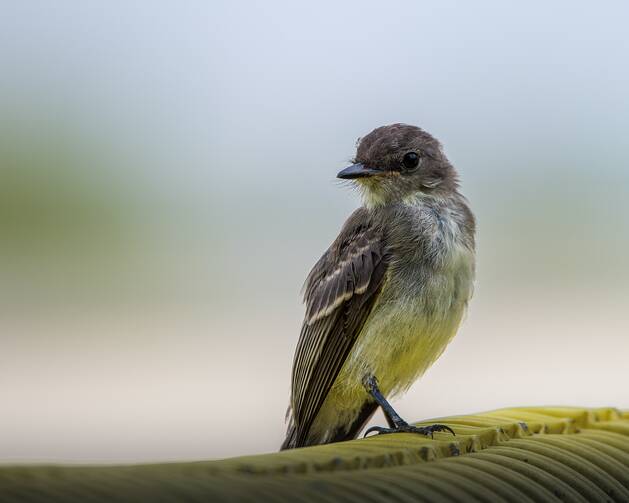 an eastern kingbird sits on a branch. it is small, gray and white colored