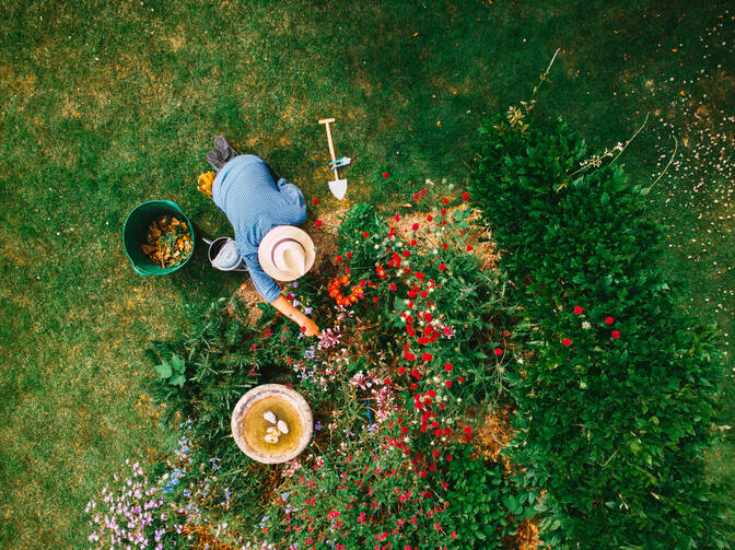 A woman gardens 