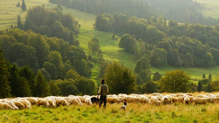 A shepard stands in front of a field of sheep, with trees in the background. 
