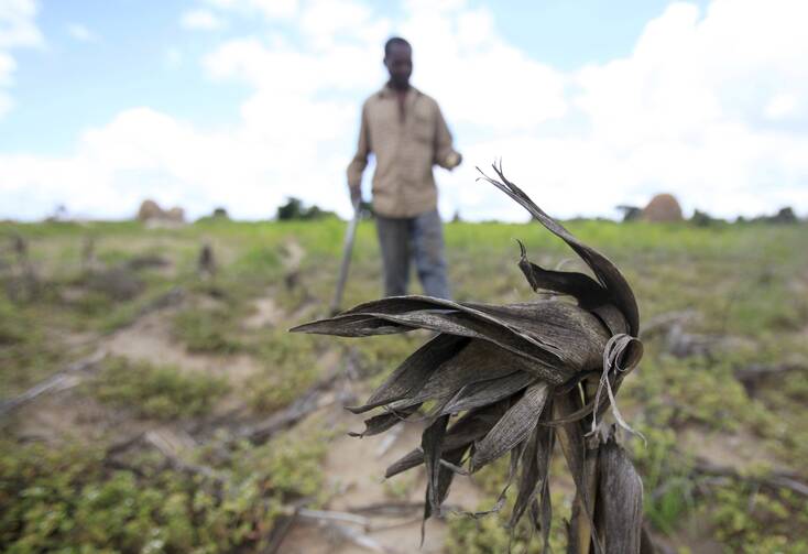 A Zimbabwean man walking through his drought-affected corn field outside Harare. (OSV News photo/Philimon Bulawayo, Reuters)