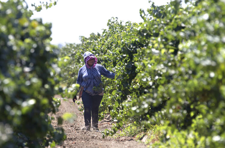 A farm worker trims grape vines in a vineyard in Clarksburg, Calif. In a unanimous ruling Monday, Nov. 27, 2017, the high court in California upheld a law that aims to get labor contracts for farmworkers whose unions and employers do not agree on wages and other working conditions. (AP Photo/Rich Pedroncelli, File)