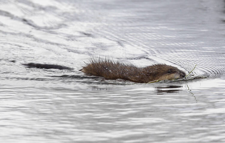 A muskrat swims in a pond near Buffalo, N.Y. 