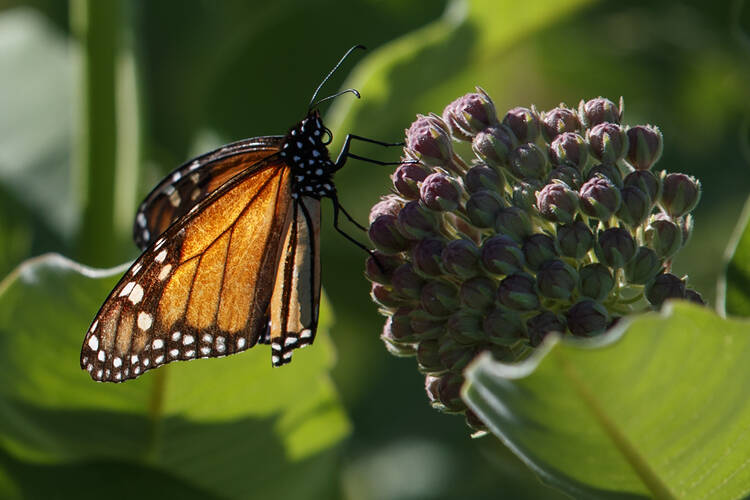 A monarch butterfly perches on milkweed at the Patuxent Wildlife Research Center in Laurel, Md., Friday, May 31, 2019. Farming and other human development have eradicated state-size swaths of its native milkweed habitat, cutting the butterfly's numbers by 90% over the last two decades. It is now under considered for listing under the Endangered Species Act. (AP Photo/Carolyn Kaster)