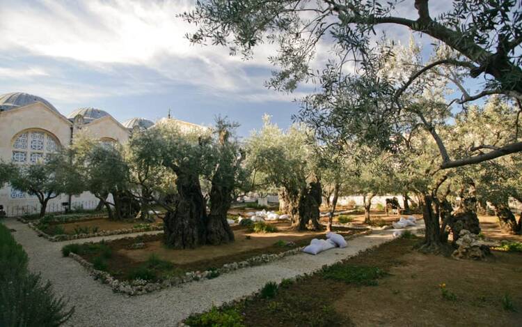 Gethsemane Garden, Mount of Olives