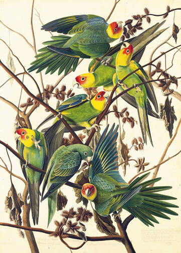 Carolina Parakeet (Conuropsis carolinensis), Study for Havell pl. no. 26