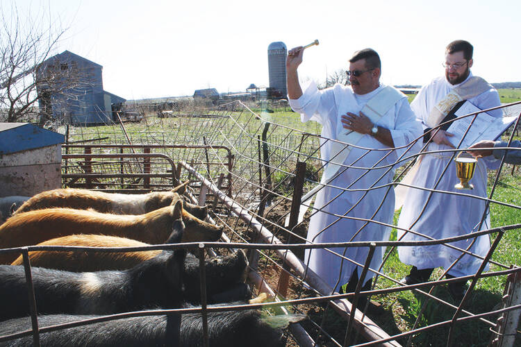 BLESSING BEASTS. Deacon Eric Bertrand and Deacon Tom Hunkele bless hogs in Iowa on April 10.