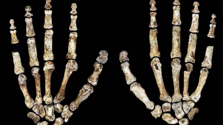 A new human-like specie named Homo "naledi" has been discovered in South Africa