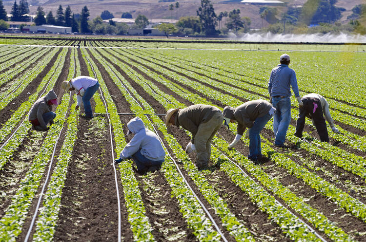 Farmworkers work in a spinach field in California. (Photo: iStock) 